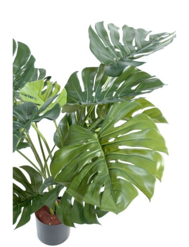 PHILODENDRON GIANT MONSTERA *15