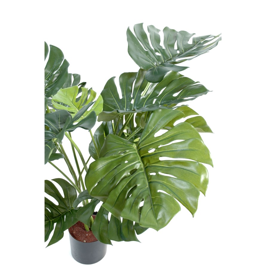 FILODENDRON MONSTERA GEANT*15