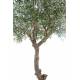 Olive tree head giant
