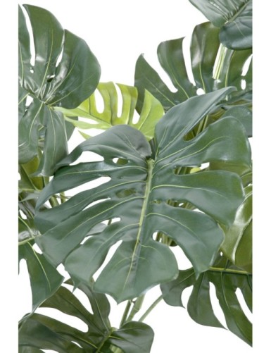 PHILODENDRON GIANT MONSTERA *15