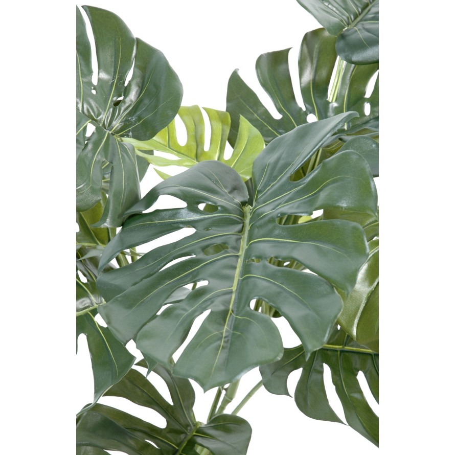 FILODENDRON MONSTERA GEANT*15