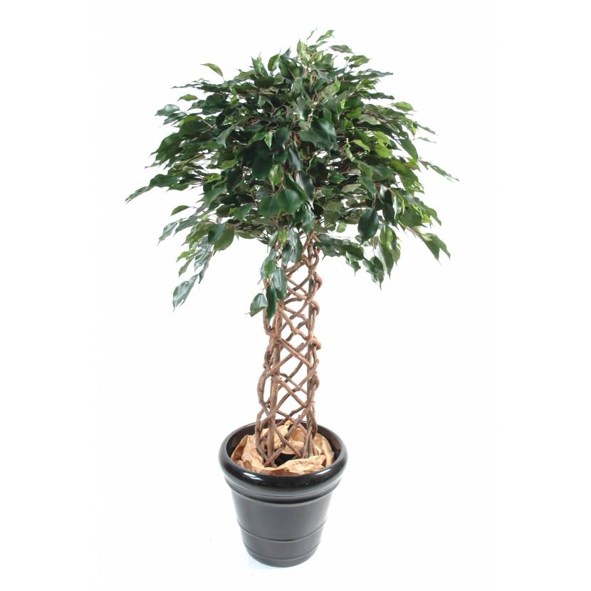Ficus artificiel CAGE