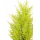 Artificial juniperus (cupressus macrocarpa gold)