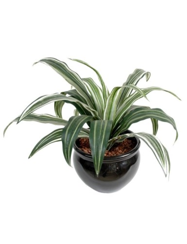 DRACAENA WARNEKI 20H