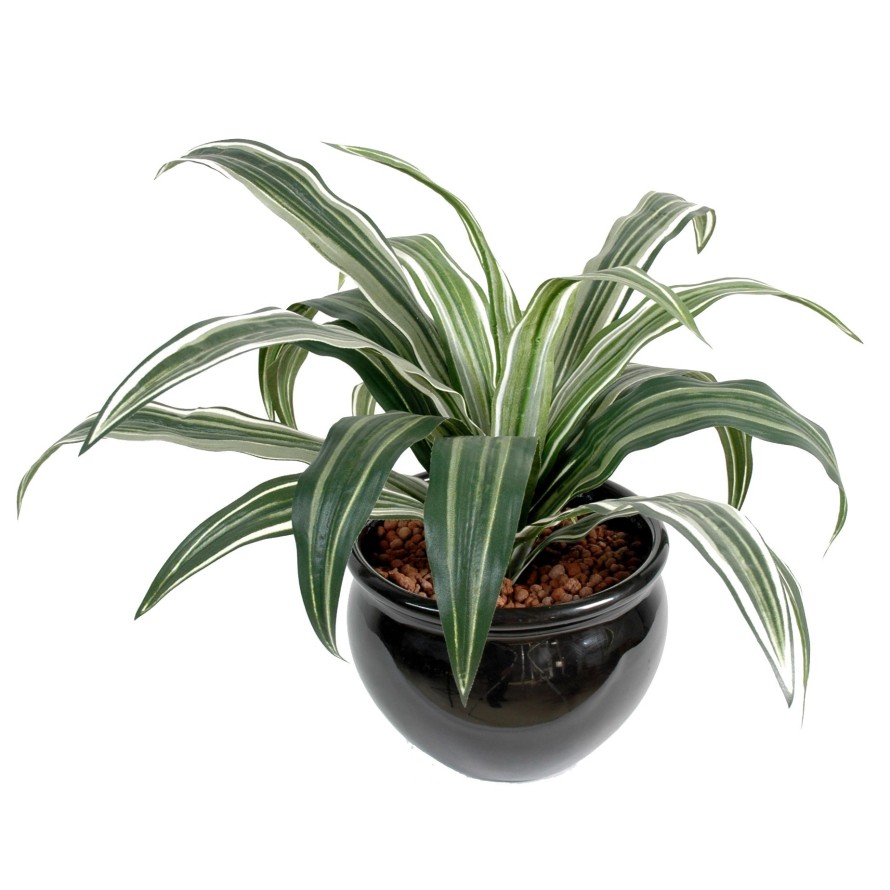DRACAENA WARNEKI 20H