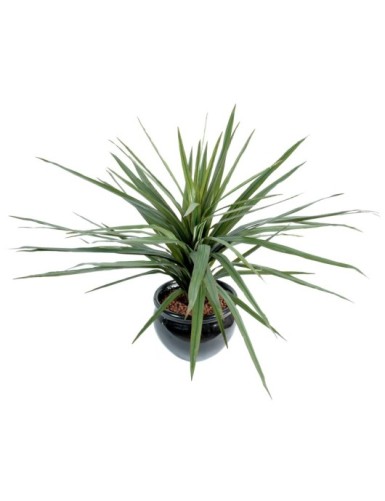 DRACAENA MARGINATA 58H