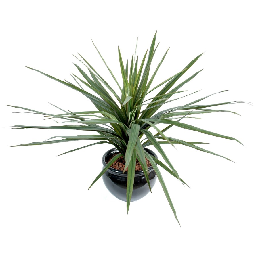 DRACAENA MARGINATA 58H