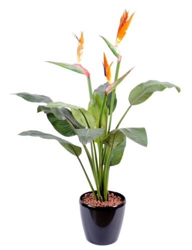 STRELITZIA (Papageienblume)...