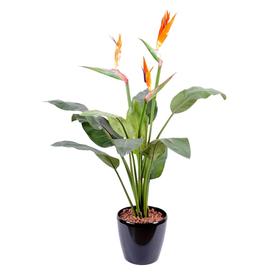 STRELITZIA (Papageienblume) 3 GROSSE BLÜTEN