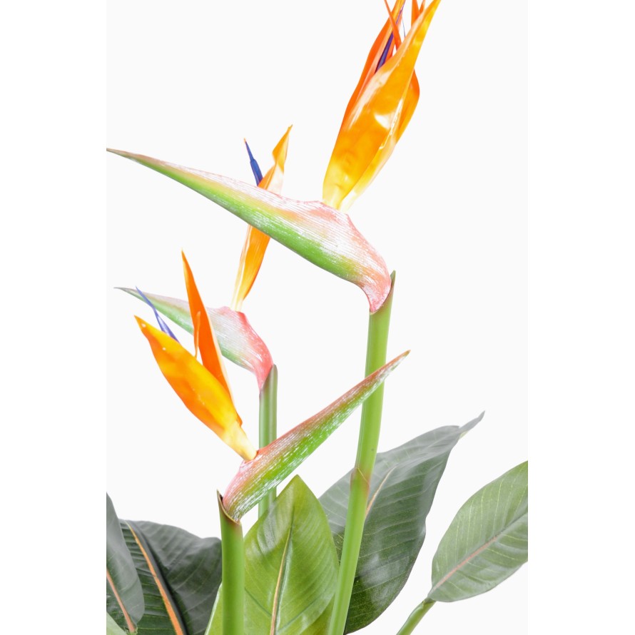 STRELITZIA (Papageienblume) 3 GROSSE BLÜTEN