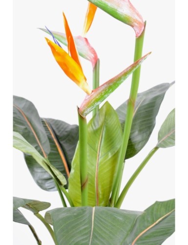 STRELITZIA (Papageienblume) 3 GROSSE BLÜTEN