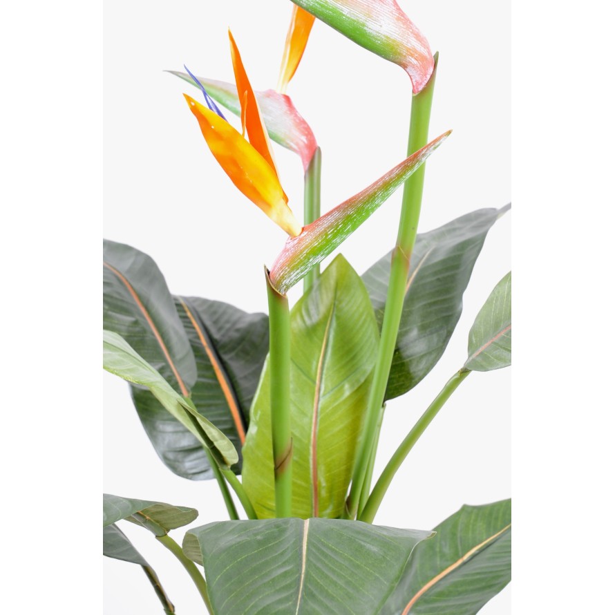 STRELITZIA (Papageienblume) 3 GROSSE BLÜTEN