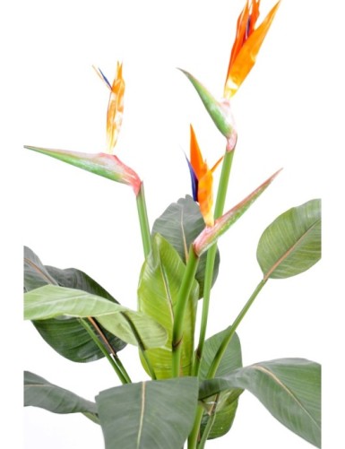 STRELITZIA (Papageienblume) 3 GROSSE BLÜTEN