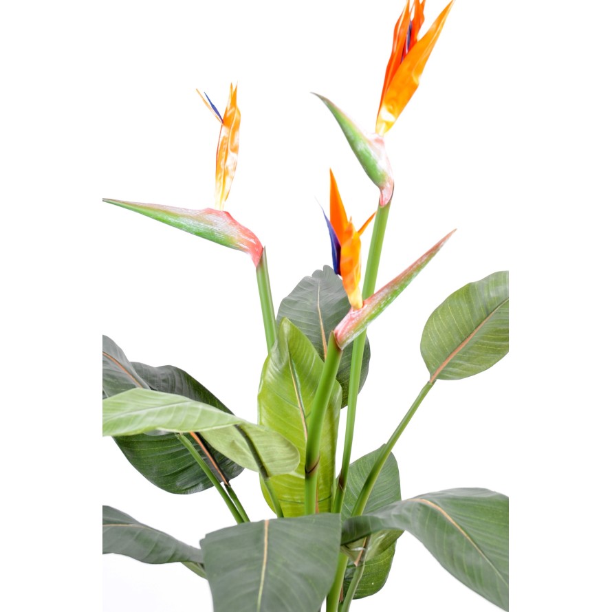 STRELITZIA (Papageienblume) 3 GROSSE BLÜTEN