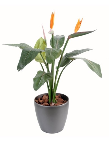STRELITZIA 2PL 1C