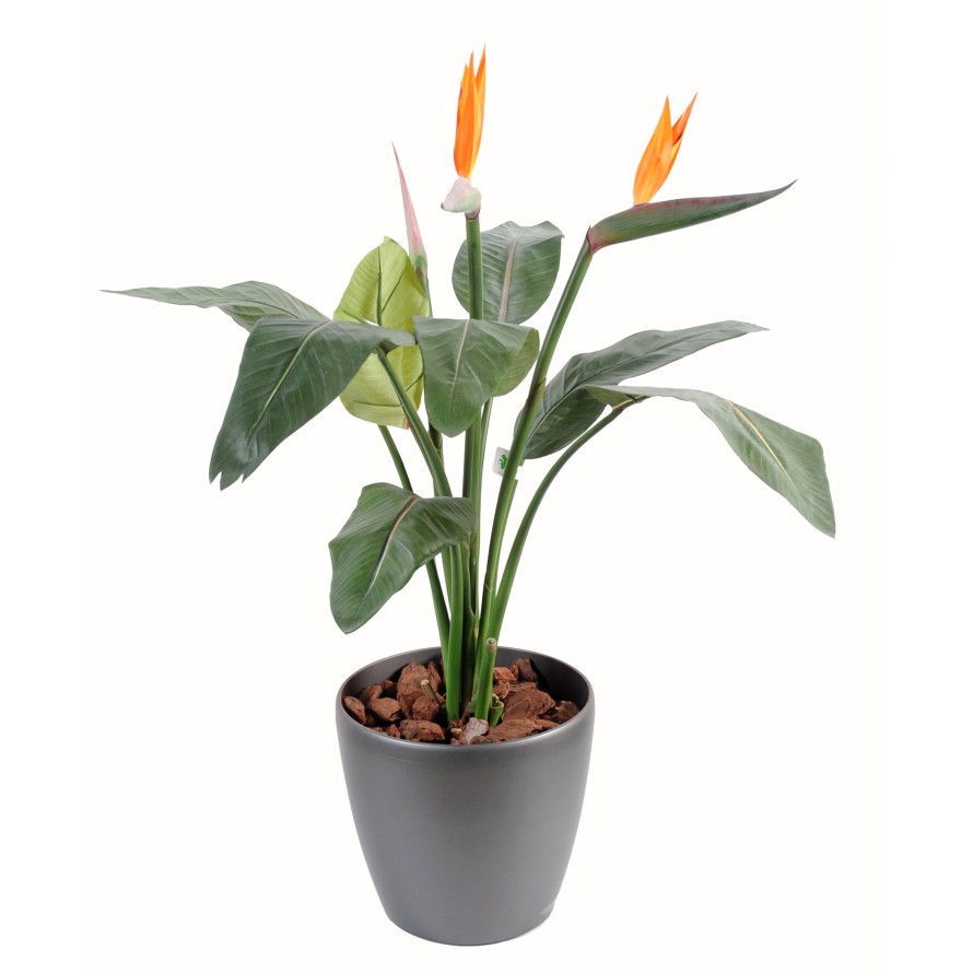 STRELITZIA (Papageienblume) 2 BLÜTEN 1 KNOSPE