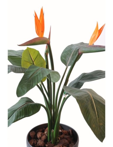 STRELITZIA 2PL 1C