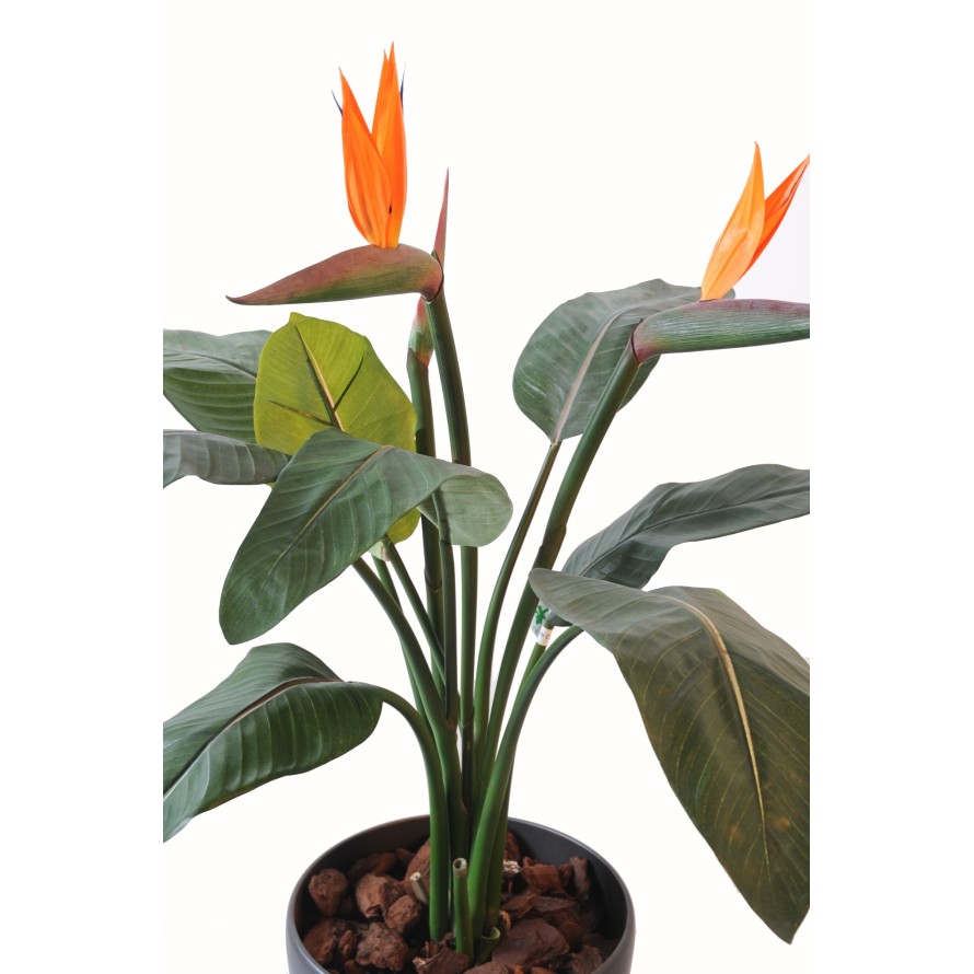 STRELITZIA (Papageienblume) 2 BLÜTEN 1 KNOSPE