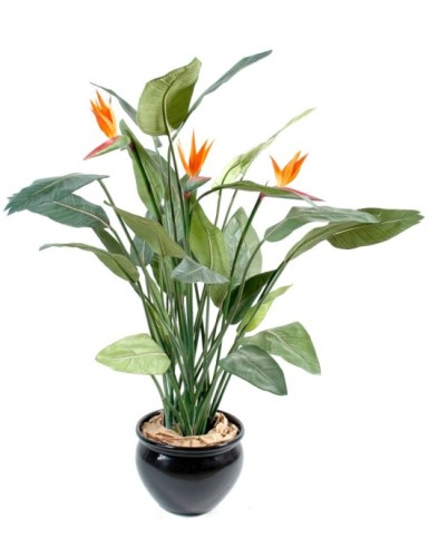 STRELITZIA (Papageienblume)...