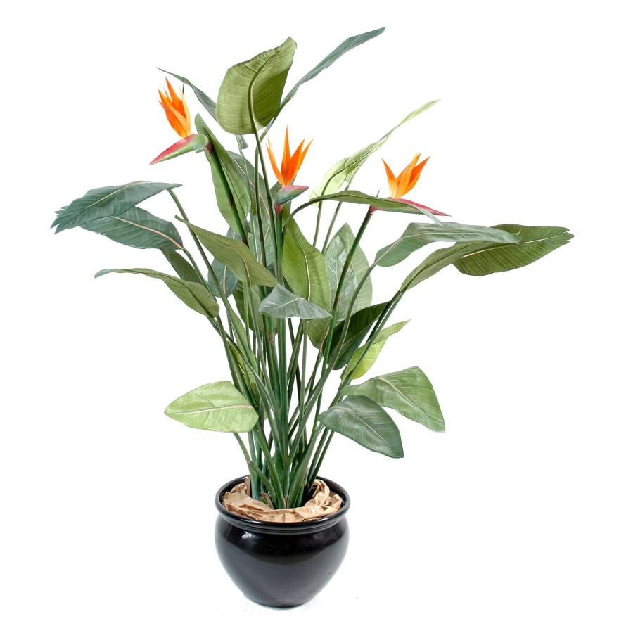 STRELITZIA (Papageienblume) 3 BLÜTEN