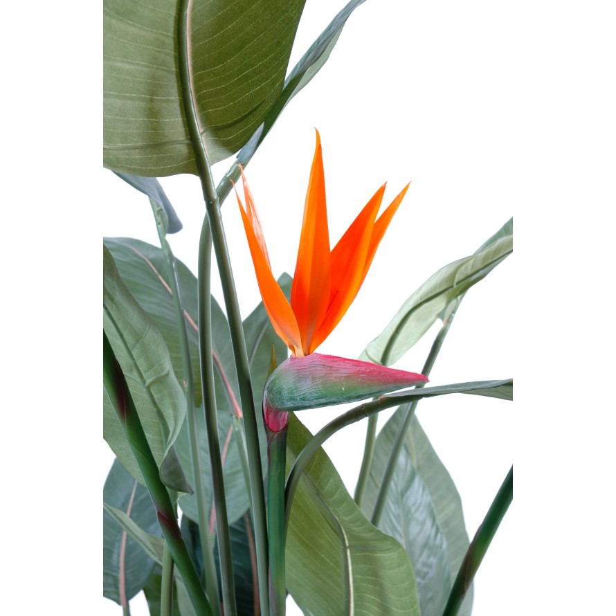 STRELITZIA (Papageienblume) 3 BLÜTEN
