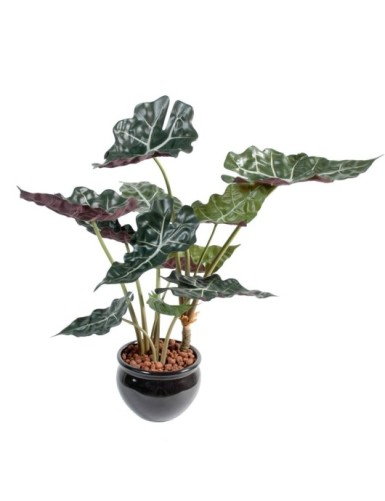 ALOCASIA TOPF