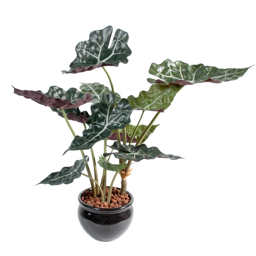 ALOCASIA EN MACETA