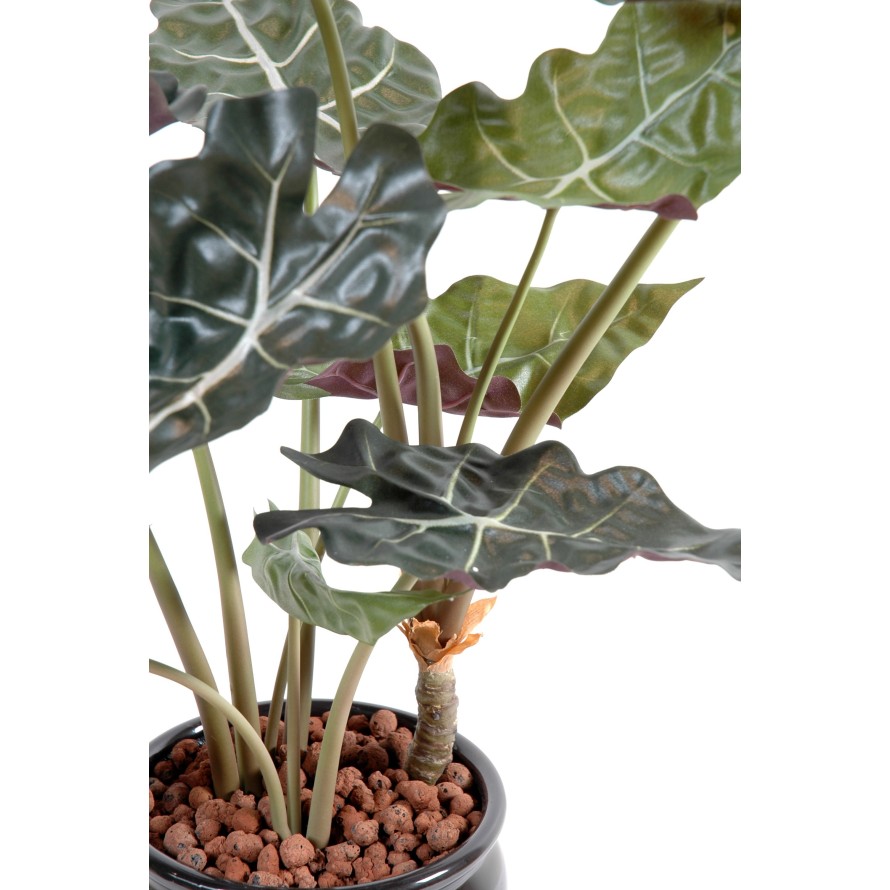 ALOCASIA EN MACETA