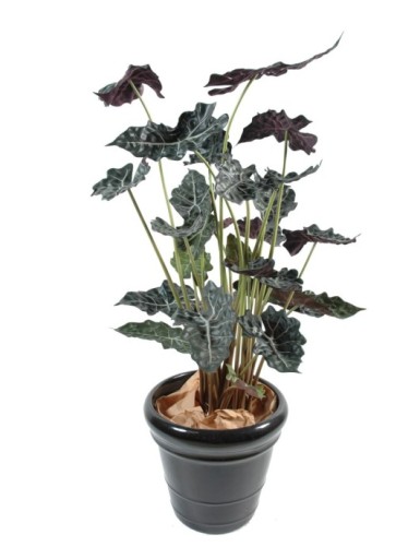 ALOCASIA TOPF