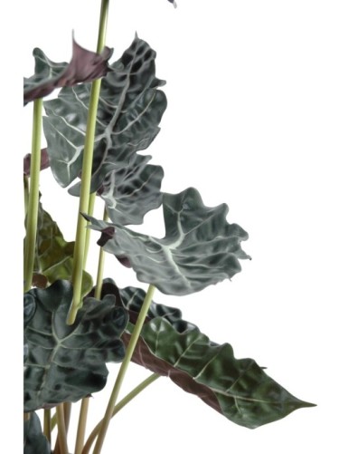 ALOCASIA EN MACETA