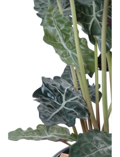 ALOCASIA TOPF