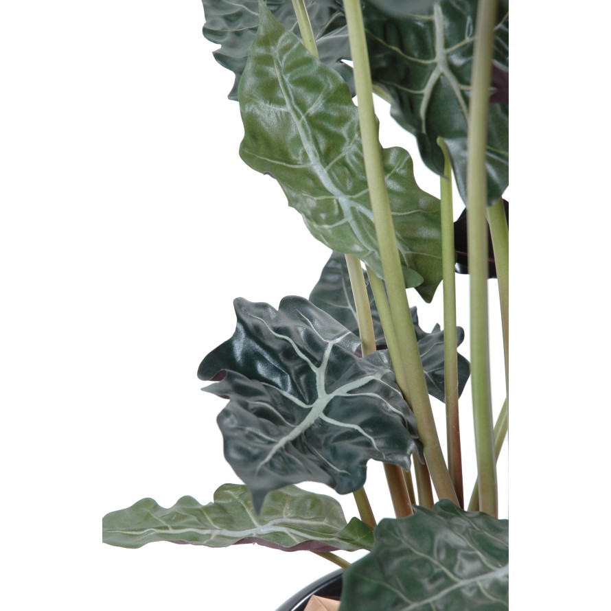 ALOCASIA EN MACETA