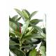 Ficus artificiel ELASTICA BUISSON (RUBBER PLANT MULTITREE)