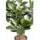 Ficus artificiel ELASTICA BUISSON (RUBBER PLANT MULTITREE)