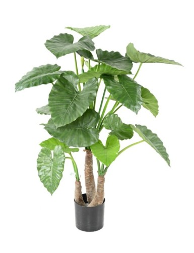 ALOCASIA CALIDORA 3 STÄMME