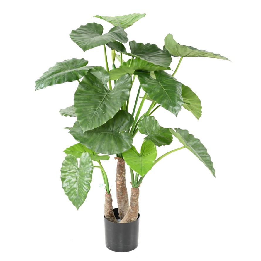 ALOCASIA CALIDORA 3 TRONCOS