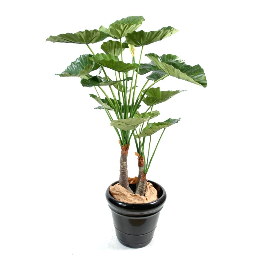 ALOCASIA CALIDORA 3 TRONCOS