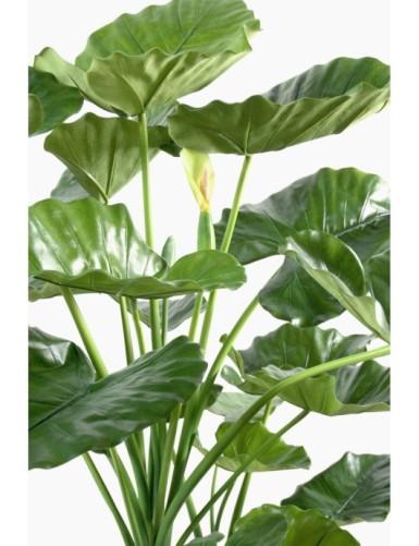 ALOCASIA CALIDORA 3 STÄMME