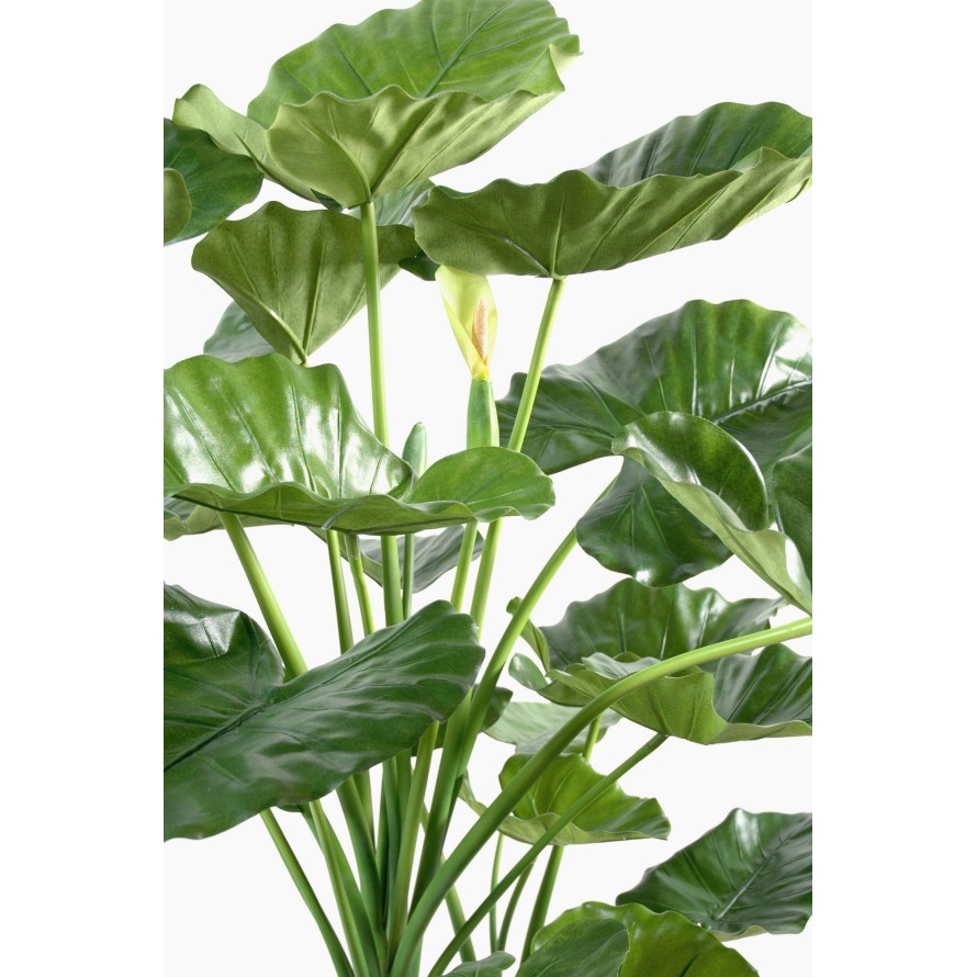 ALOCASIA CALIDORA 3 TRONCOS