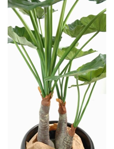 ALOCASIA CALIDORA 3 TRONCOS
