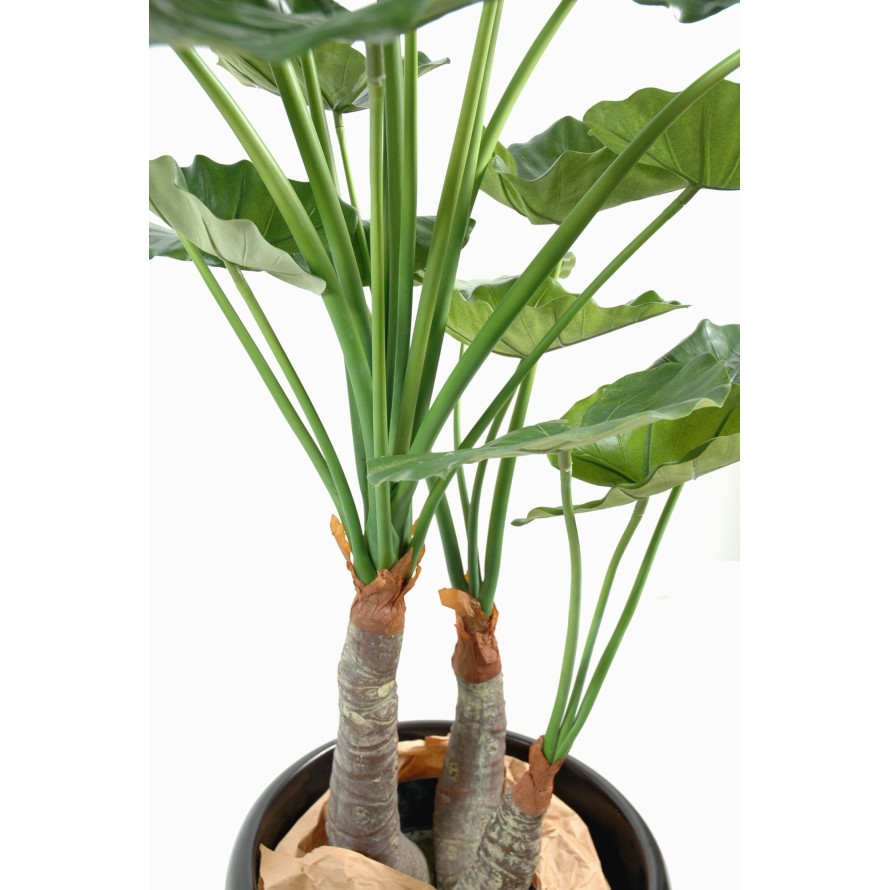 ALOCASIA CALIDORA 3 TRONCOS