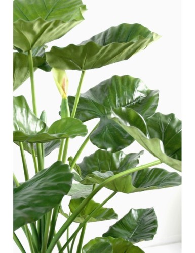 ALOCASIA CALIDORA 3 TRONCOS