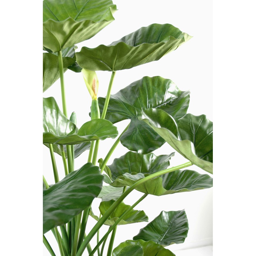 ALOCASIA CALIDORA 3 STÄMME