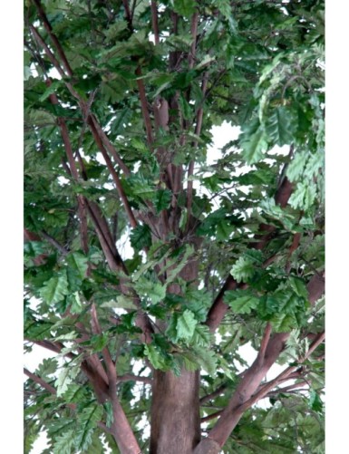 ROBLE CABEZA PLETINA