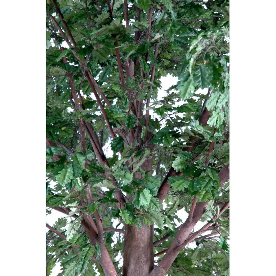 ROBLE CABEZA PLETINA