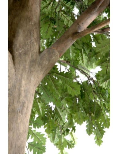 ROBLE CABEZA PLETINA