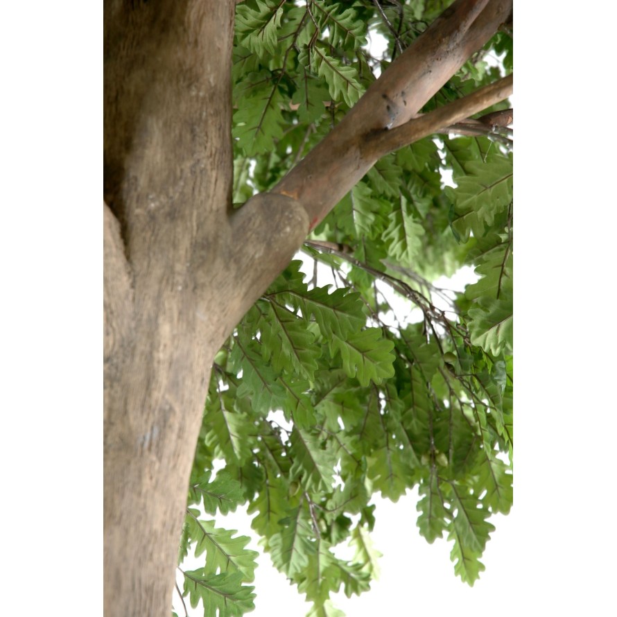 ROBLE CABEZA PLETINA