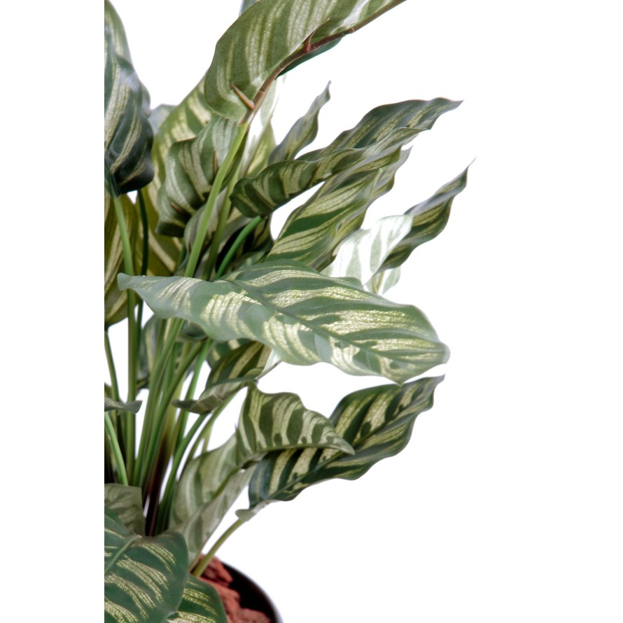 MARANTA calathea makoyana *40H