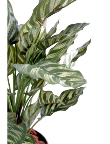 MARANTA calathea makoyana *40F