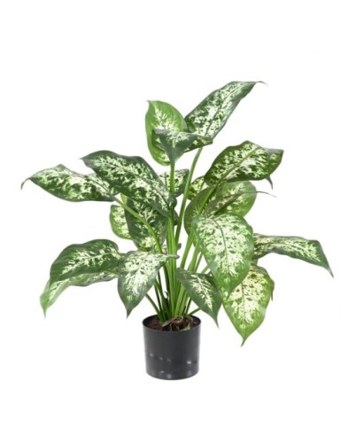 DIEFFENBACHIA *26 IM TOPF